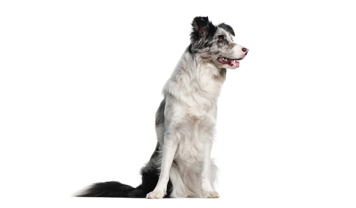 Colley-Mascot-1200x700.jpg