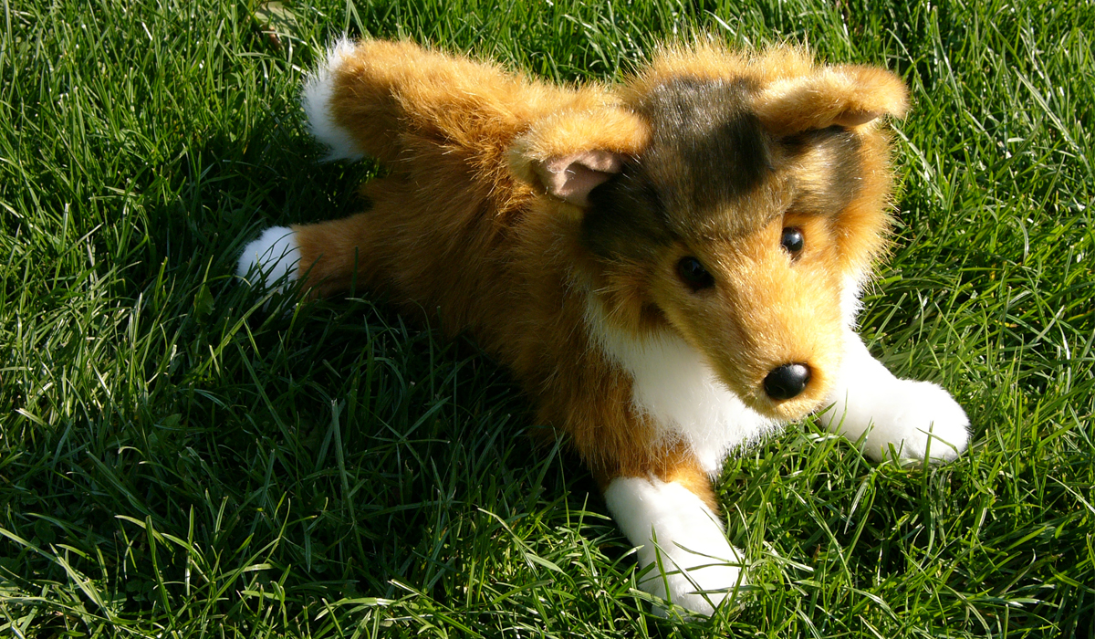 https://thepitchcompany.com/wp-content/uploads/2019/02/Colley-Puppy.jpg